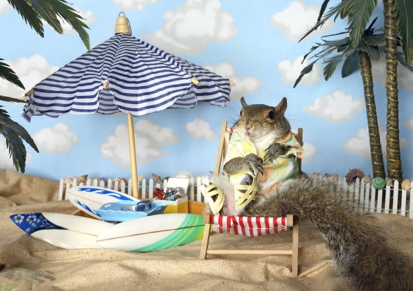 squirrel-on-beach.jpg